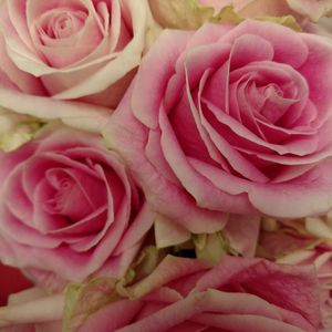 Meet your Posher, Ruth